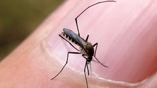 mosquito aedes