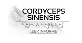  Información cordyceps sinensis